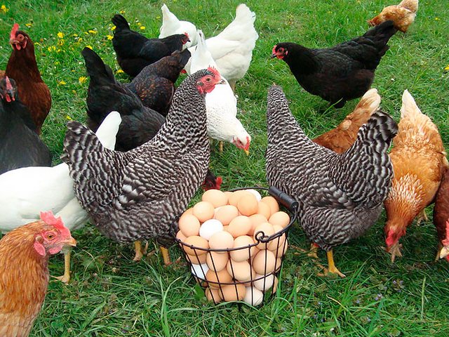 Содержание кур и уход за ними | ЗооТом - продажа, вязка и услуги для животных в Воткинске