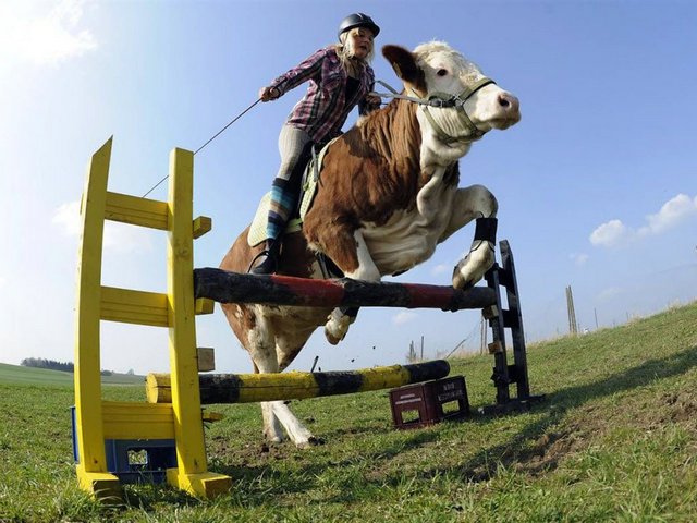 Статьи о коровах в Воткинске | ЗооТом портал о животных