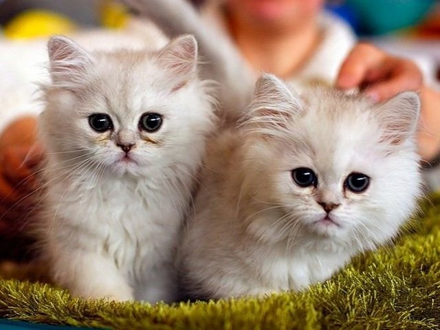 Породы кошек в Воткинске | ЗооТом портал о животных